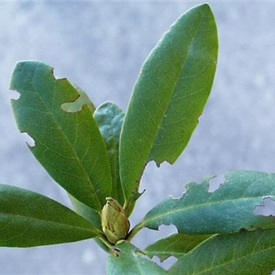 Dickmaulrüssler am Rhododendron