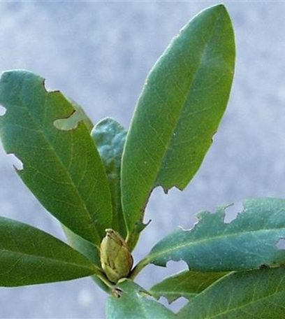 Dickmaulrüssler am Rhododendron