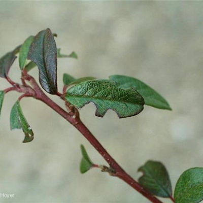 Dickmaulrüssler an Zwergmispeln