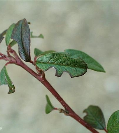 Dickmaulrüssler an Zwergmispeln