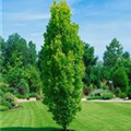 Quercus robur 'Menhir'