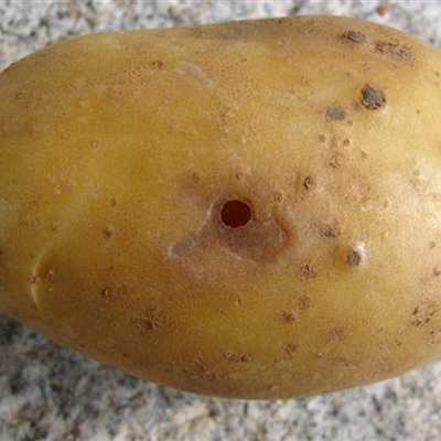 Drahtwurm an Kartoffeln