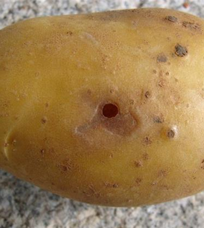 Drahtwurm an Kartoffeln