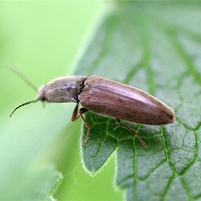 Drahtwürmer an Salat und Gemüse