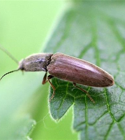 Drahtwurm an Kartoffeln