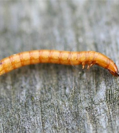 Drahtwurm an Kartoffeln