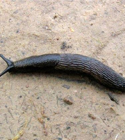 Schnecken an Stauden und Sommerblumen