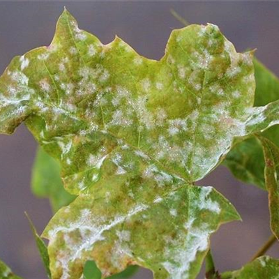 Echter Mehltau an Ahorn