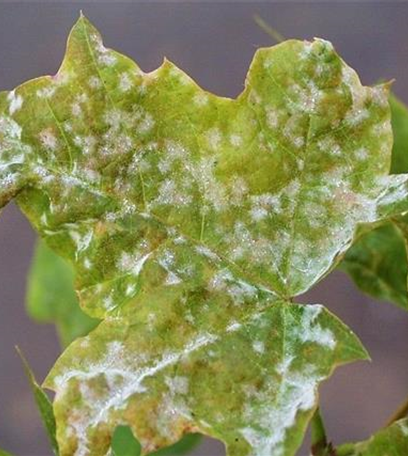 Echter Mehltau an Ahorn