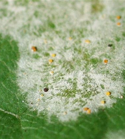 Echter Mehltau an Ahorn