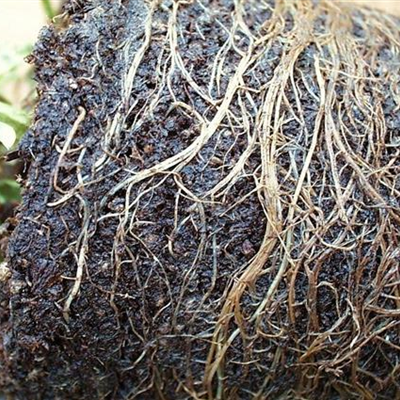 Welke und Wurzelfäulen