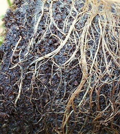 Welke und Wurzelfäulen