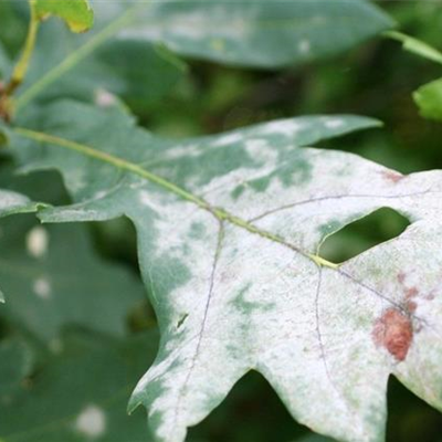Echter Mehltau an Eichen