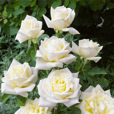 Edelrose 'Polarstern'®