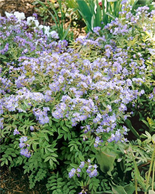 Polemonium reptans 'Heaven Scent', Kriechende Garten-Jakobsleiter 'Heaven  Scent'