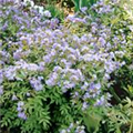 Polemonium reptans 'Heaven Scent'