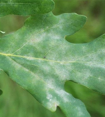 Echter Mehltau an Eichen