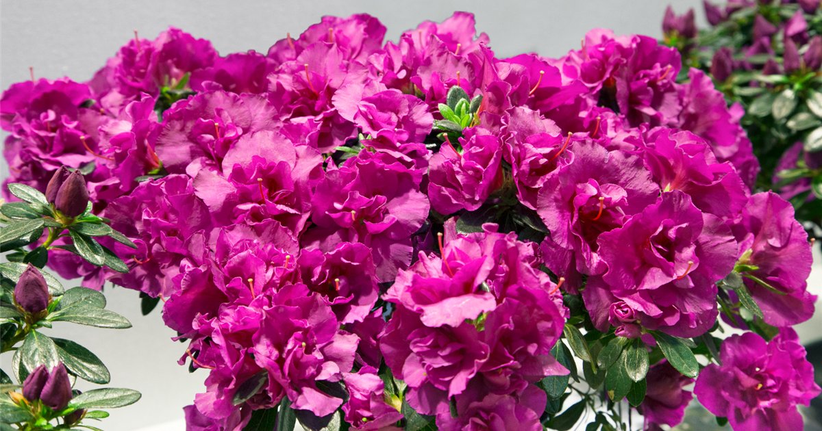 Rhododendron-simsii-Lady-Violet-1200x630-proportionalsmallest.webp