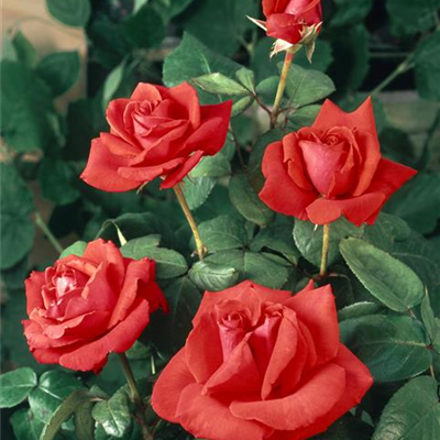 Edelrose 'Christoph Columbus'®