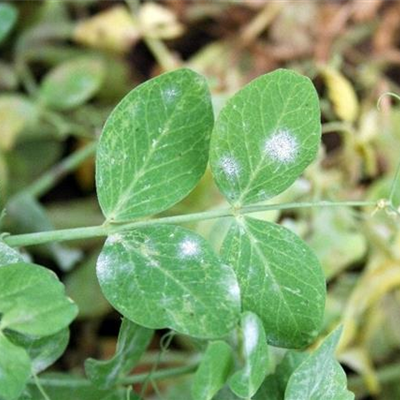 Echter Mehltau an Erbsen