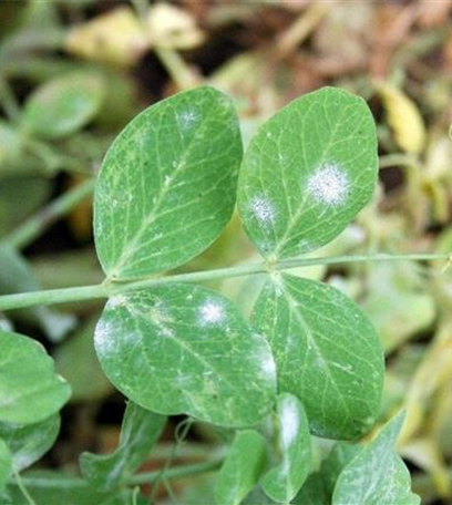 Echter Mehltau an Erbsen