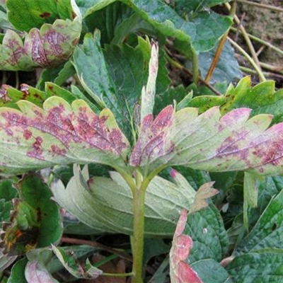 Echter Mehltau an Erdbeeren