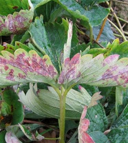 Echter Mehltau an Erdbeeren