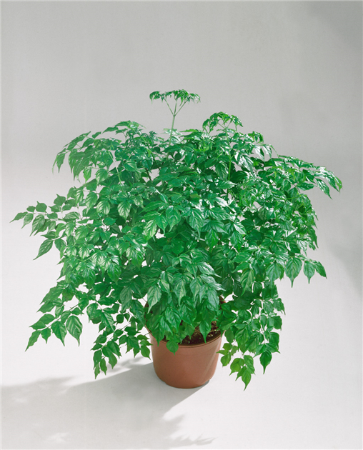 homalomena variegata Homalomena Rubescens Variegata  Foliage Dreams