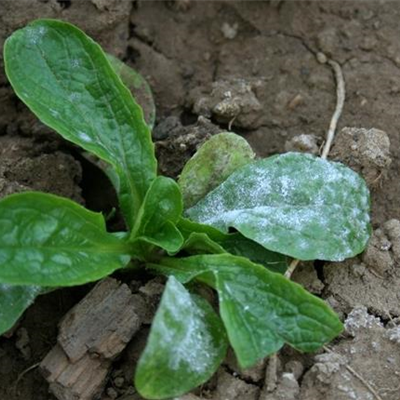 Echter Mehltau an Feldsalat
