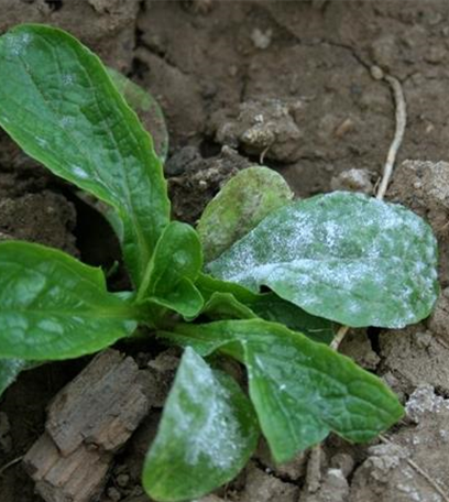Echter Mehltau an Feldsalat
