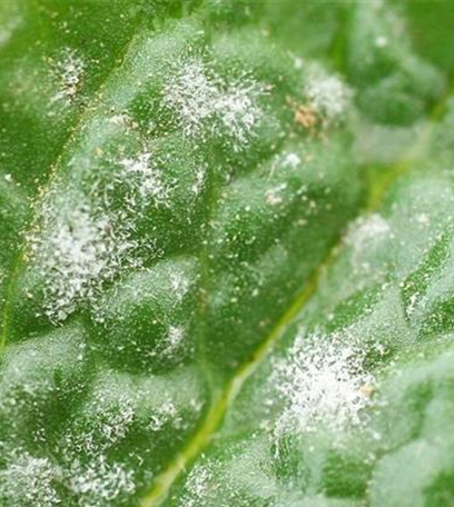 Echter Mehltau an Feldsalat