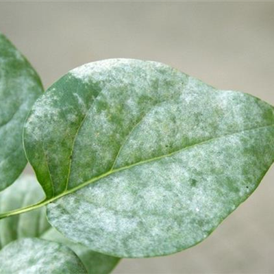 Echter Mehltau an Flieder