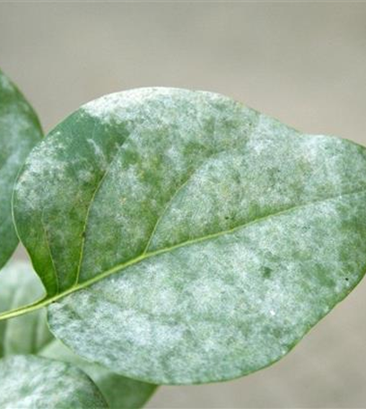 Echter Mehltau an Flieder
