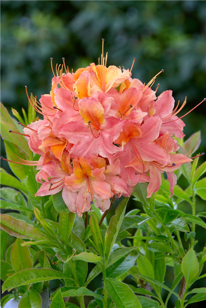 Rhododendron-viscosum-Quiet-Thoughts-1200x630-proportionalbiggest.webp