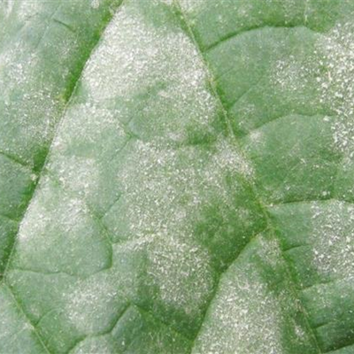 Echter Mehltau an Gurken