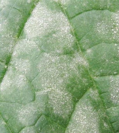 Echter Mehltau an Gurken