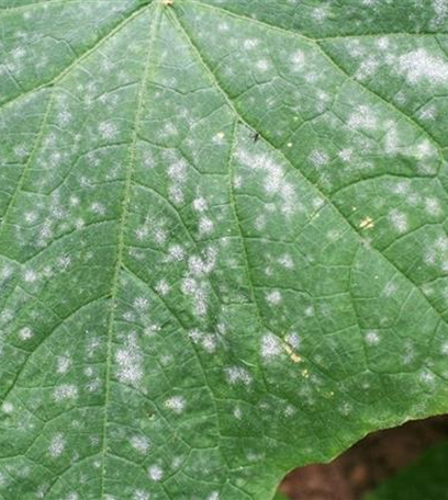 Echter Mehltau an Gurken