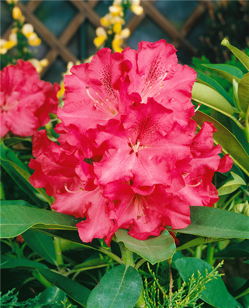 Rhododendron 'Wilgens Ruby'
