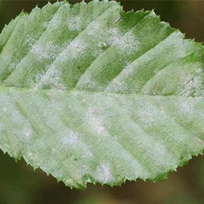 Echter Mehltau an Hainbuchen