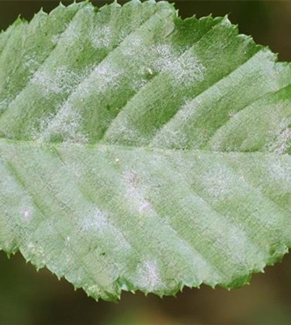 Echter Mehltau an Hainbuchen