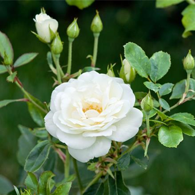 Kletterrose 'Climbing Iceberg'