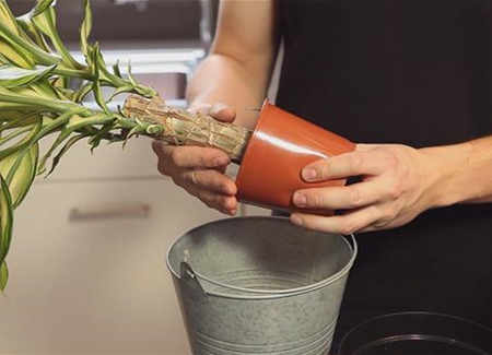 Drachenbaum - Einpflanzen in ein Gefäß Drachenbaum - Einpflanzen in ein Gefäß