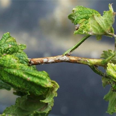 Echter Mehltau an Johannisbeeren