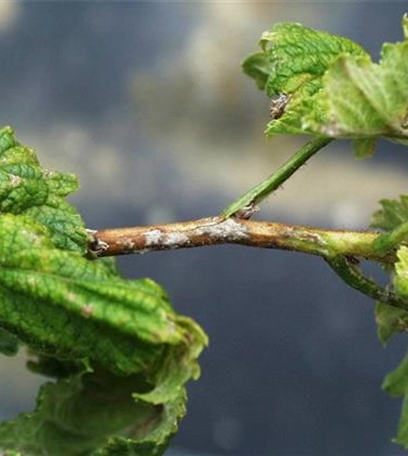 Echter Mehltau an Johannisbeeren