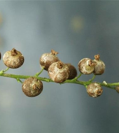 Echter Mehltau an Johannisbeeren