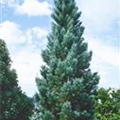 Sequoia sempervirens 'Redwood'