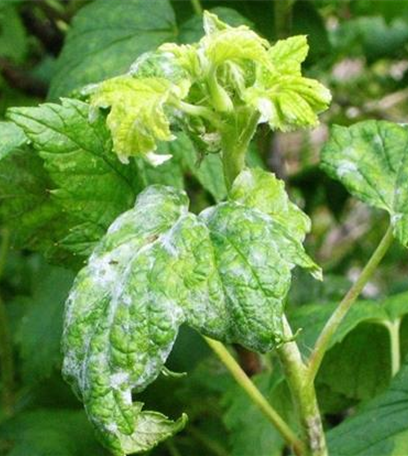 Echter Mehltau an Johannisbeeren