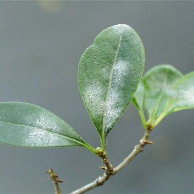 Echter Mehltau an Liguster