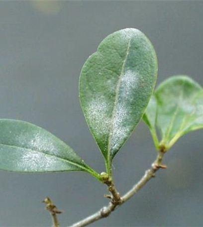 Echter Mehltau an Liguster