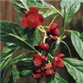 Schisandra chinensis 'Vitalbeere'